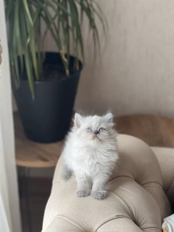 Hemen Teslim Blue Point British Longhair