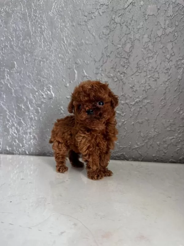 En Özel Kore Yavrular