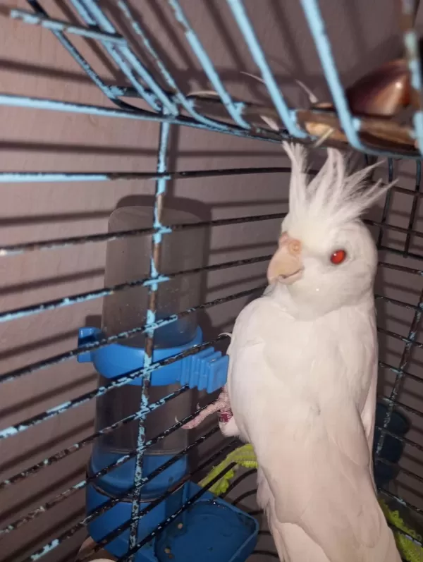 Bir Çift Orijinal Kırmızı Göz Albino Sultan Papağanı