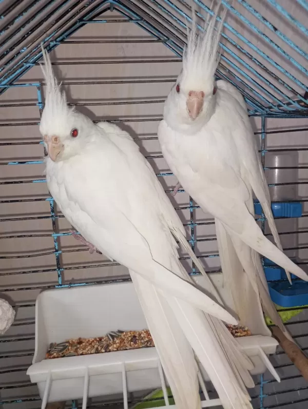 Bir Çift Orijinal Kırmızı Göz Albino Sultan Papağanı