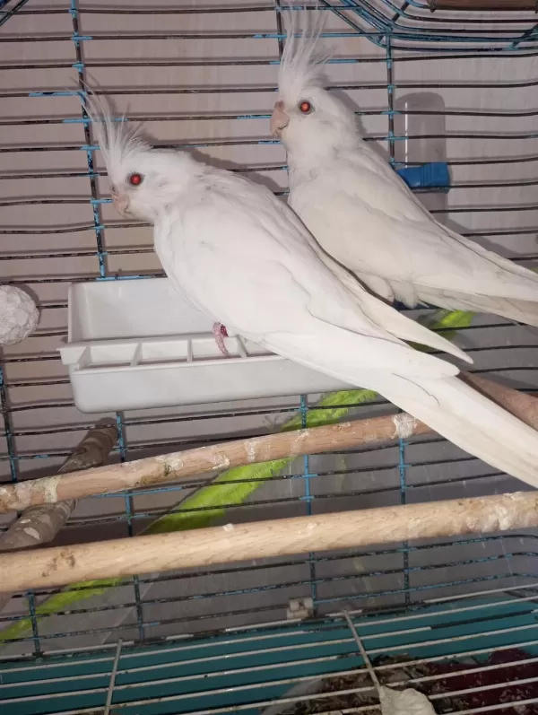 Bir Çift Orijinal Kırmızı Göz Albino Sultan Papağanı