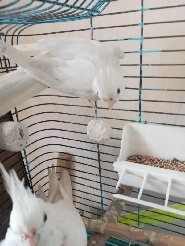 Bir Çift Orijinal Kırmızı Göz Albino Sultan Papağanı