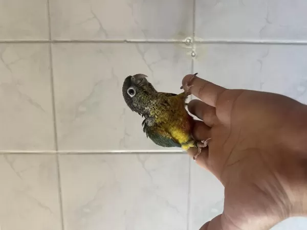 El Besleme Konur Papağani