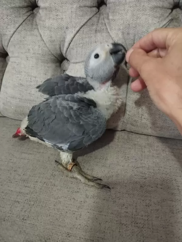 Özel Bakımlı Jako Papağanı Yavrusu