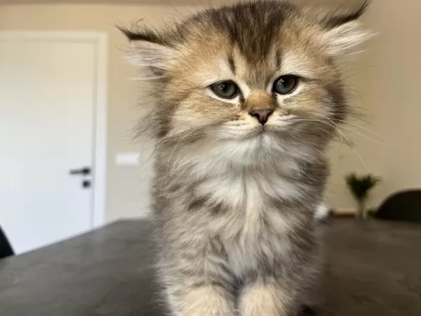British Longhair Uzun Tüylü Yavru