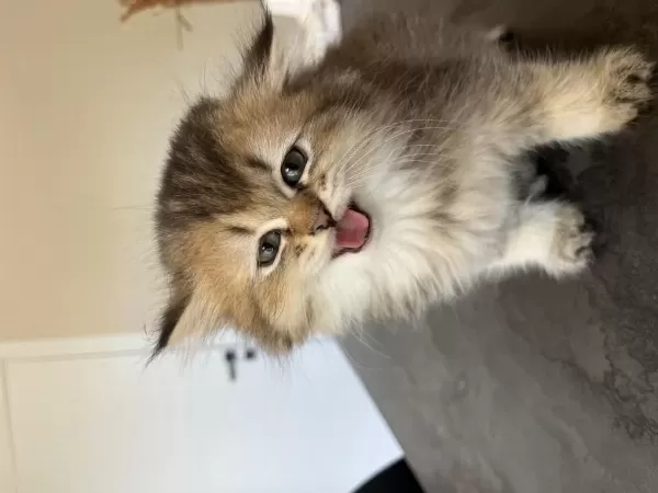 British Longhair Uzun Tüylü Yavru