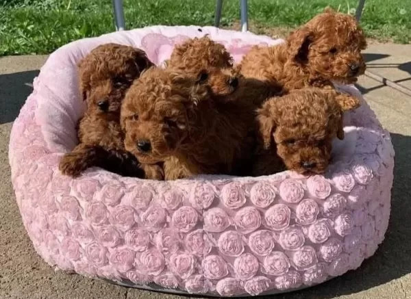 Aşili Pasaportlu Mikroçipli Toypoodle Yavrularimiz