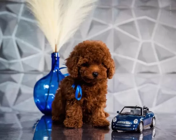 Aşili Pasaportlu Mikroçipli Toypoodle Yavrularimiz