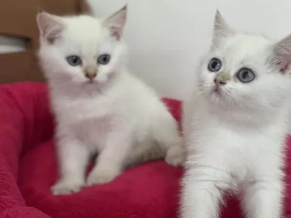 Golden Point British Shorthair Yavrularımız