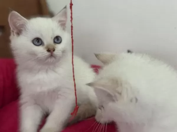 Golden Point British Shorthair Yavrularımız