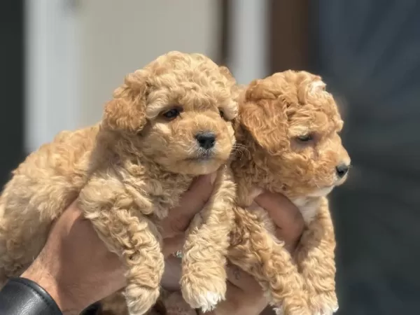 Dizany İrk Maltipoo Yavrularımız Ziyarete Açık