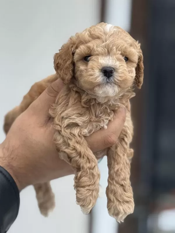Dizany İrk Maltipoo Yavrularımız Ziyarete Açık