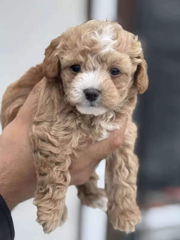Dizany İrk Maltipoo Yavrularımız Ziyarete Açık