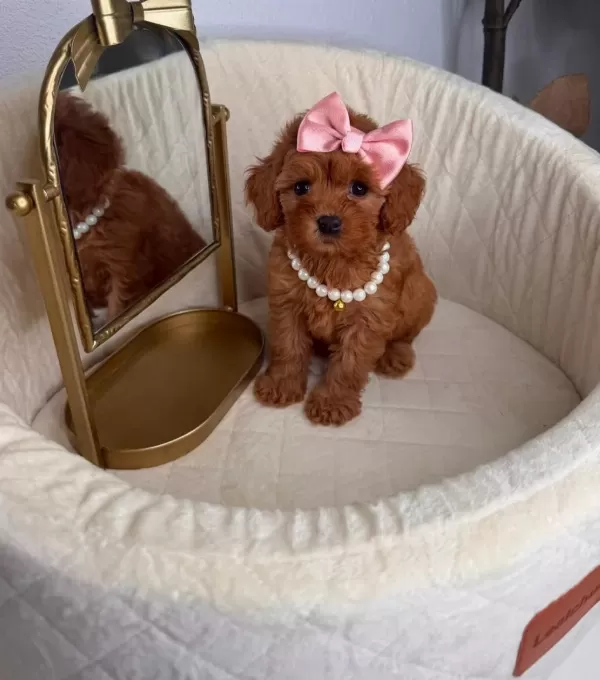 Yasal Köpek Çiftliğinden Toypoodle Yavrularimiz