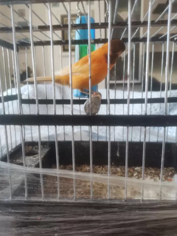 Hazir Bangir Bangir Oter Durumda Harleguin Kanarya