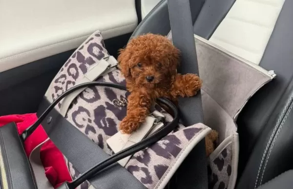 Yasal Köpek Çiftliğinden Toypoodle Yavrularimiz