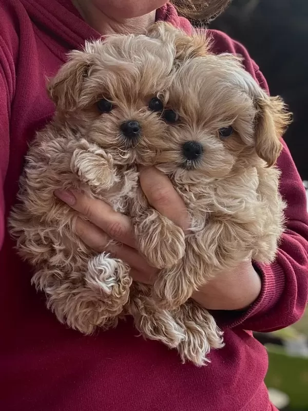 En İyi Kore Maltipoo Yavruları