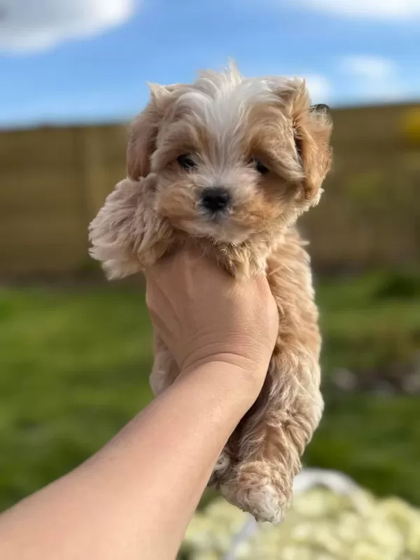 En İyi Kore Maltipoo Yavruları