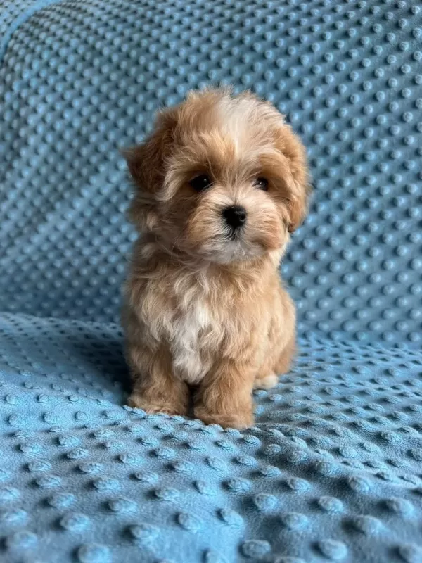 En İyi Kore Maltipoo Yavruları