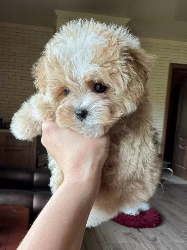 En İyi Kore Maltipoo Yavruları