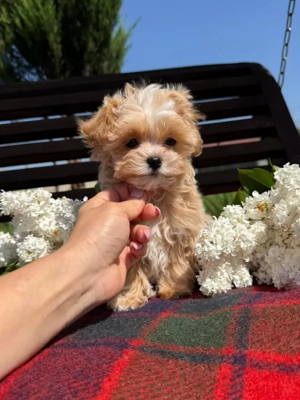 En İyi Kore Maltipoo Yavruları