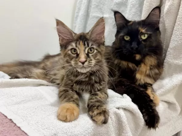 Siradişi Güzellik Maine Coon Yavrulari