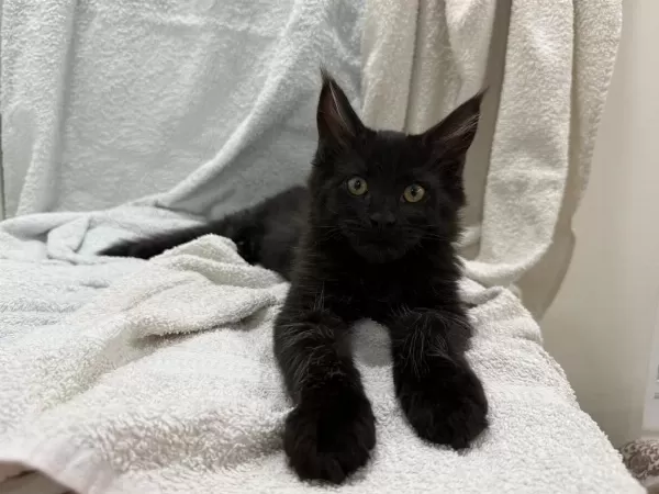 Siradişi Güzellik Maine Coon Yavrulari