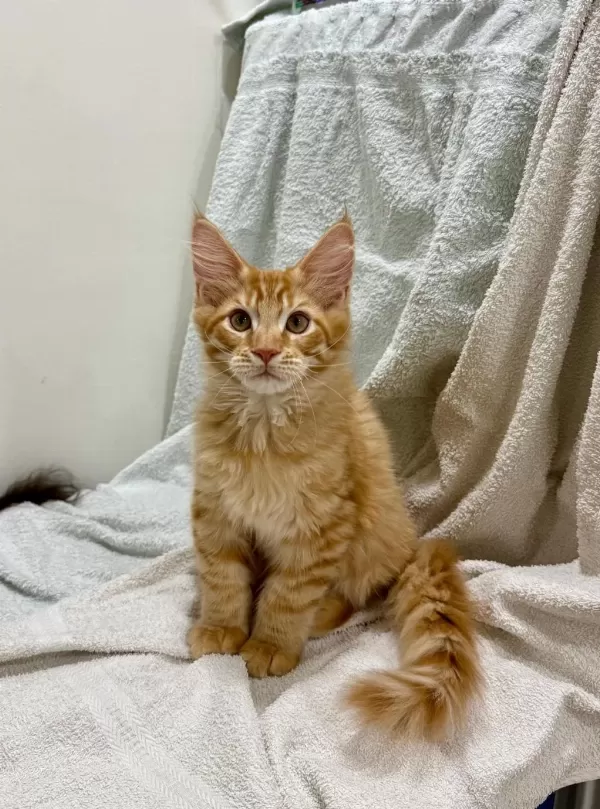 Siradişi Güzellik Maine Coon Yavrulari