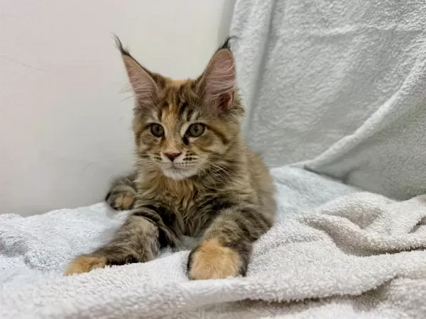 Siradişi Güzellik Maine Coon Yavrulari