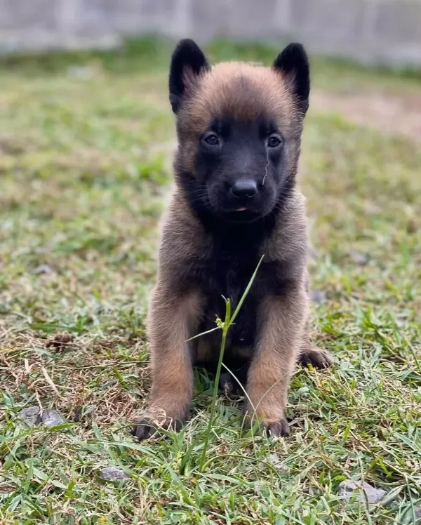 Belçika Malinois Yavrulari