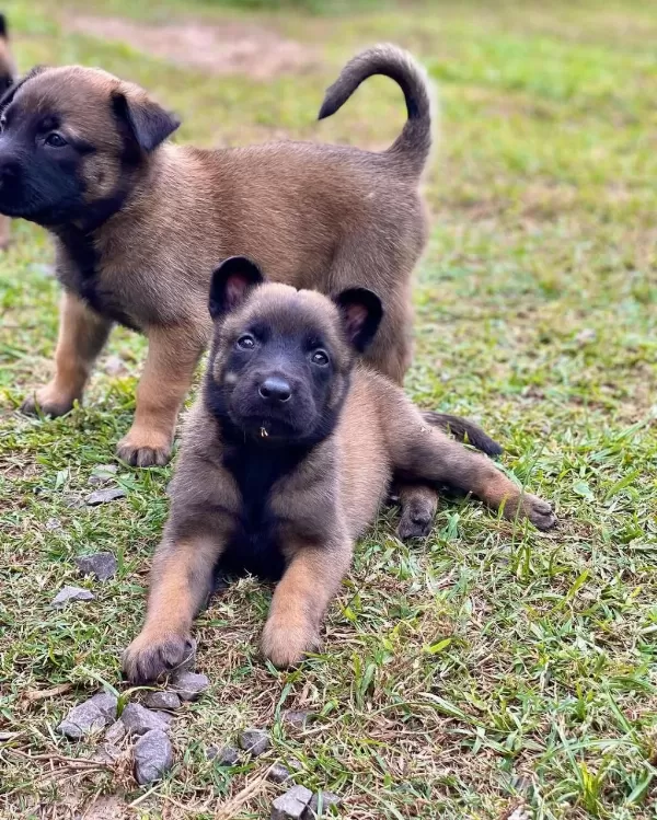 Belçika Malinois Yavrulari