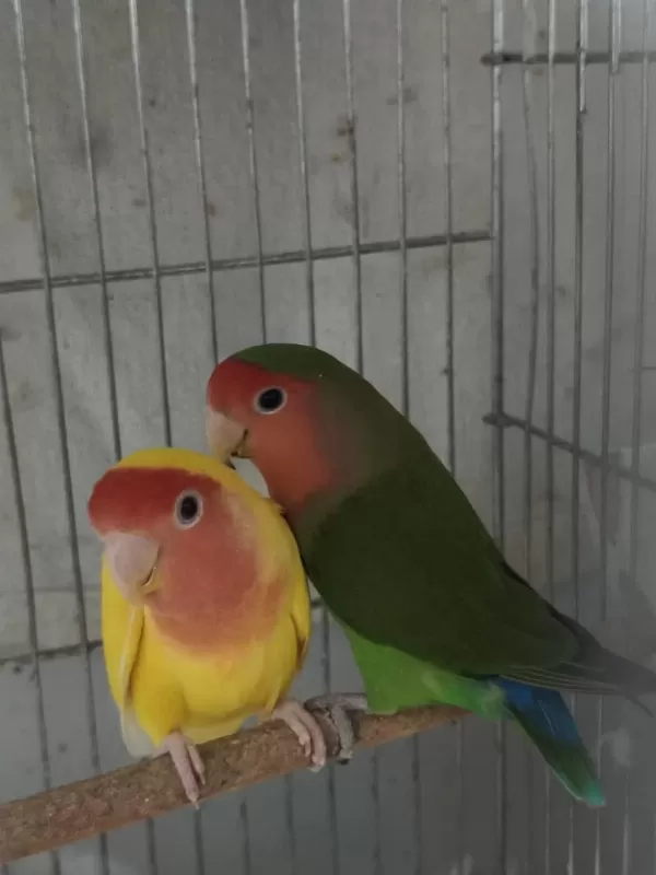 Hazır Takım Sevda Papağanı