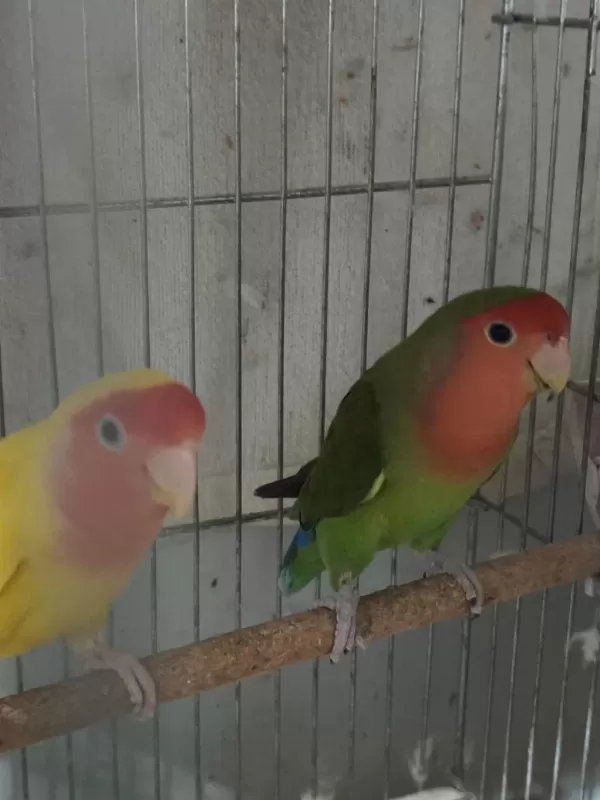 Hazır Takım Sevda Papağanı