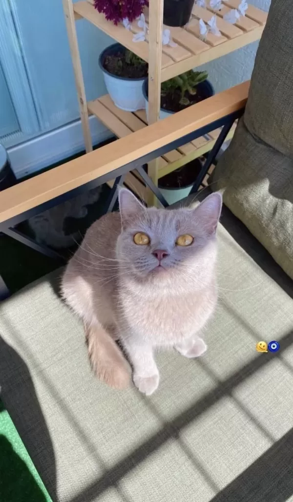 British Shorthair Kedimiz 2 Yaşında