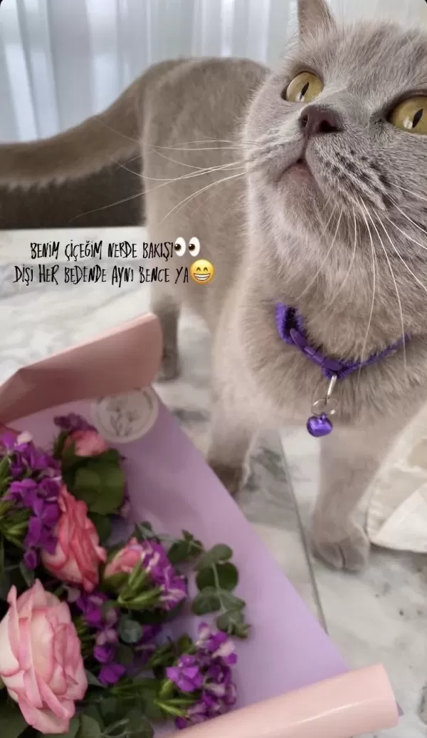 British Shorthair Kedimiz 2 Yaşında
