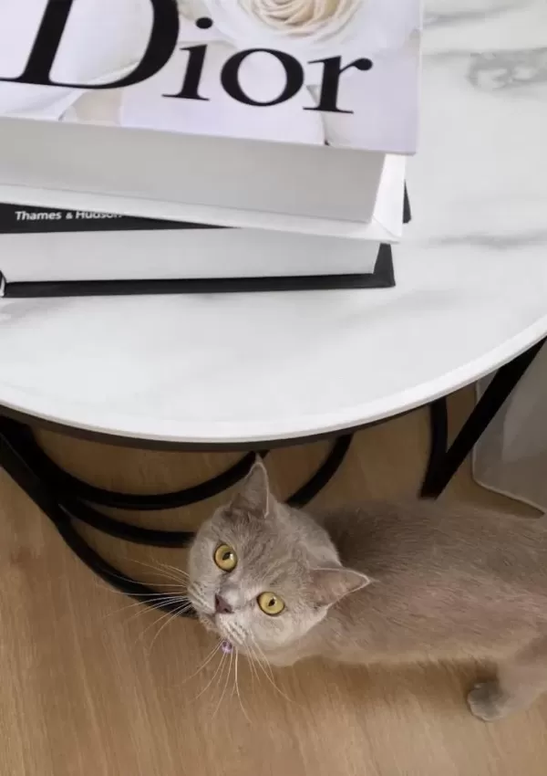 British Shorthair Kedimiz 2 Yaşında