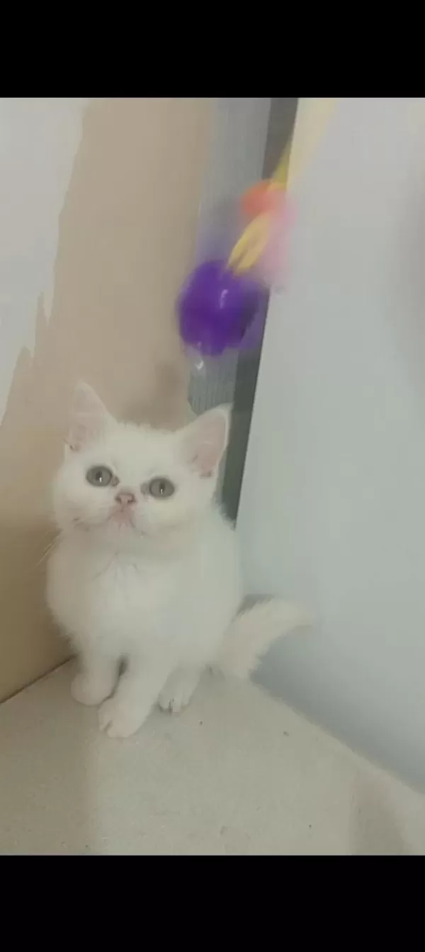 British Shorthair Mutluluk Dağıtıyoruz