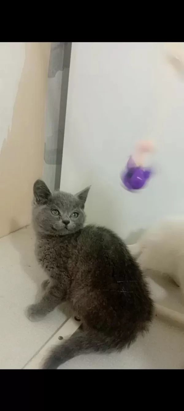 British Shorthair Mutluluk Dağıtıyoruz