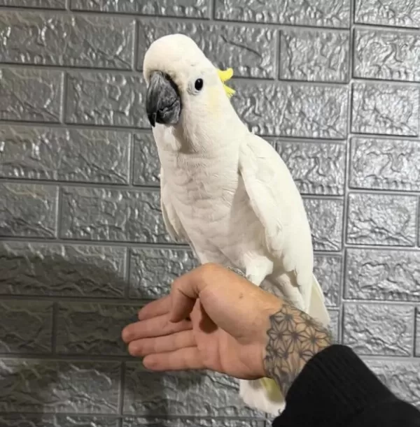 Full Evcil Kakadu Papağanı