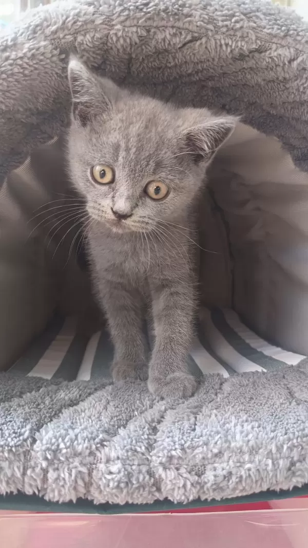 İrk Ve Sağlik Garantili British Shorthair Yavrumuz