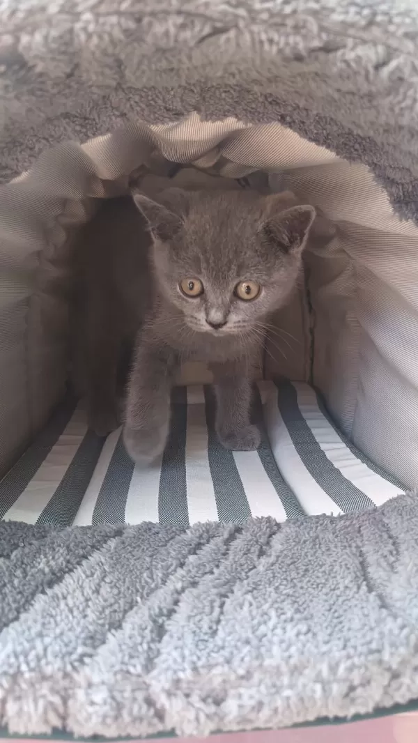 İrk Ve Sağlik Garantili British Shorthair Yavrumuz