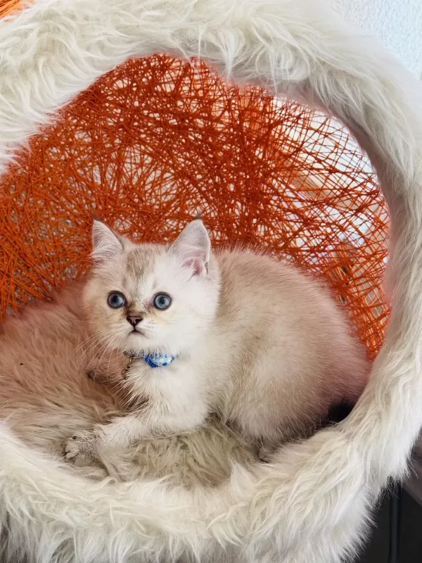 British Shorthair Silver Point