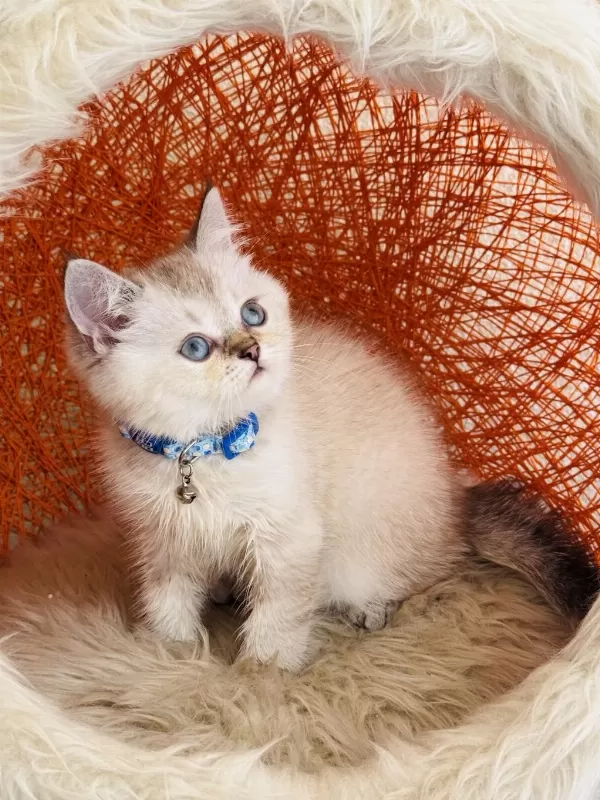 British Shorthair Silver Point