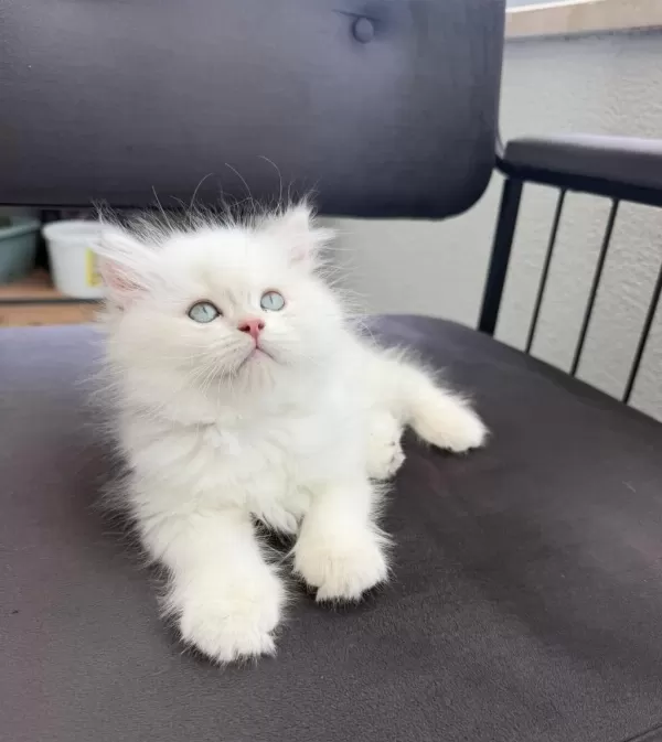 British Longhair Yavru