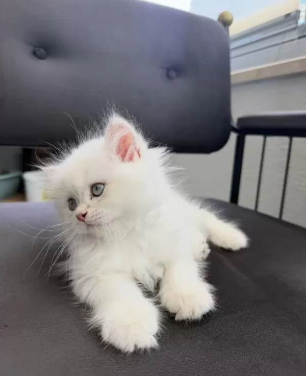 British Longhair Yavru