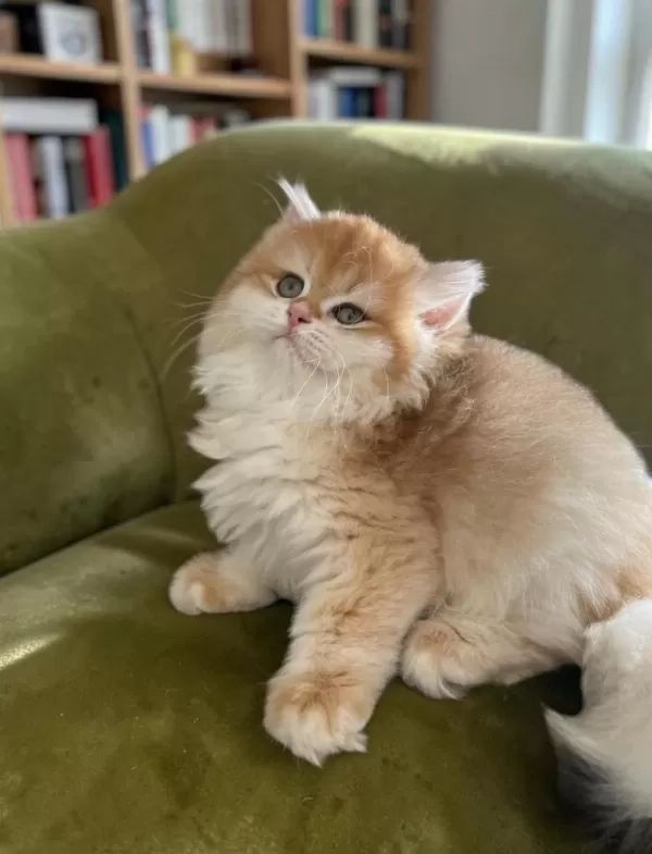 Show Kalite Soyu Belli British Longhair Golden Yavru