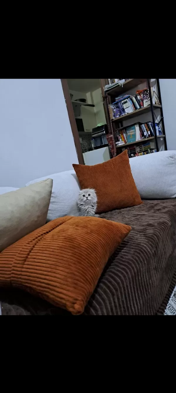 Son Scottish Fold Yavrumuz Teslime Hazır