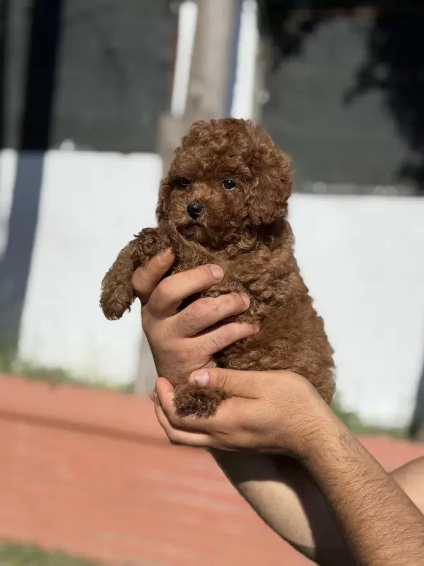Orjinal Red Toy Poodle