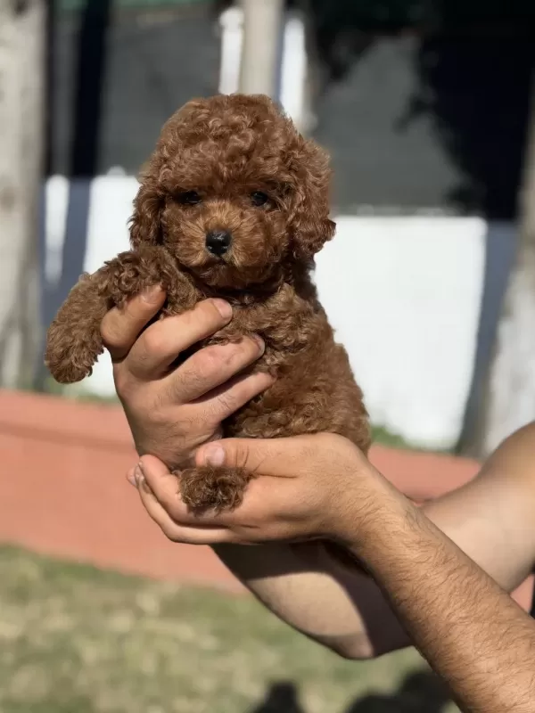 Orjinal Red Toy Poodle