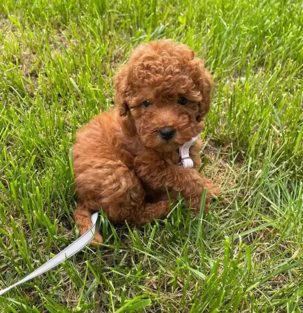 Toy Poodle İrk Garantili Yavrular
